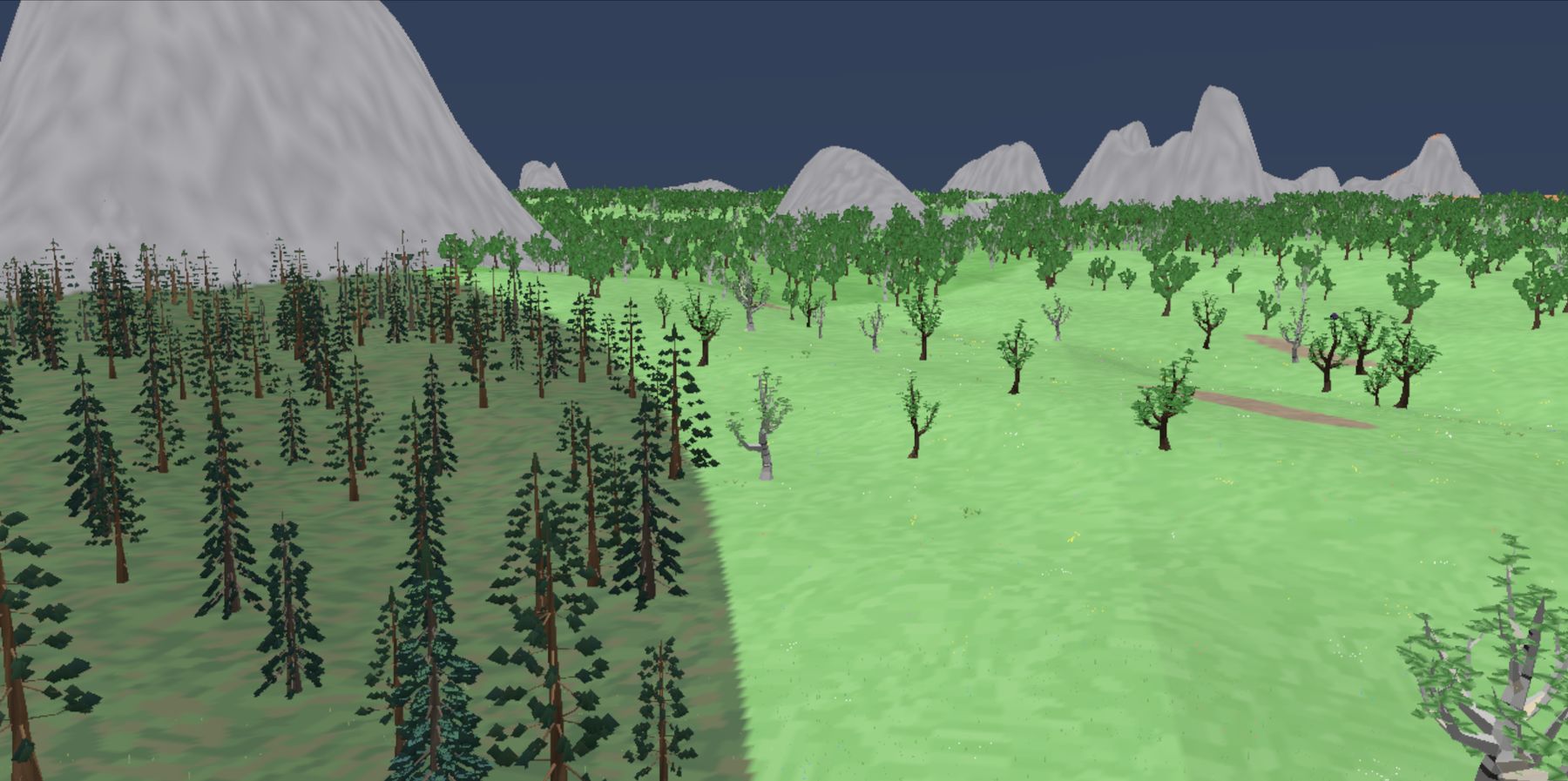 Dark conifer forest meeting a bright open meadow with birches